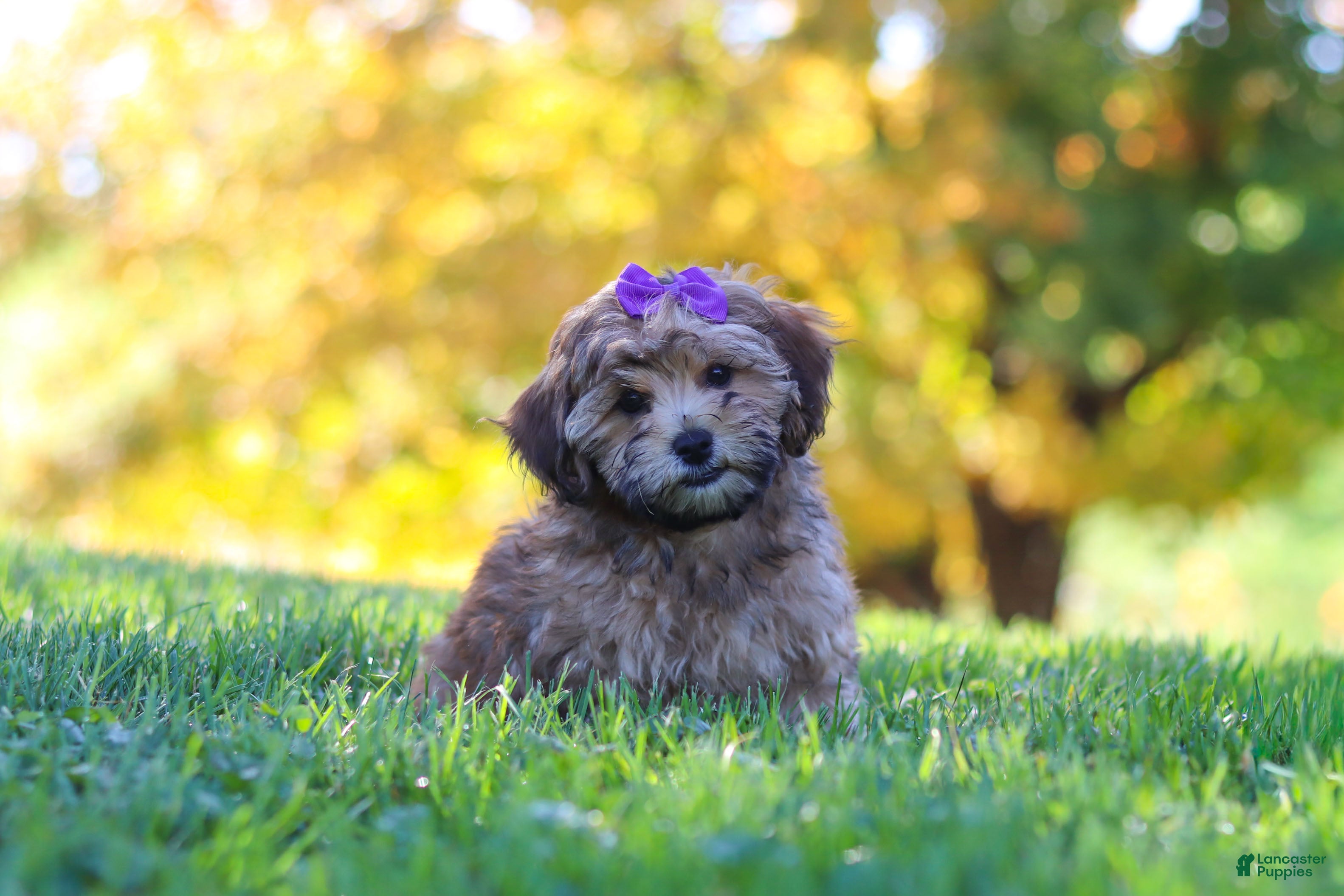 Yorkiepoo dogs Posie - Ad 1