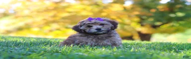 Posie