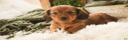 Miniature Dachshund dogs for sale: Tinsel - Ad 3