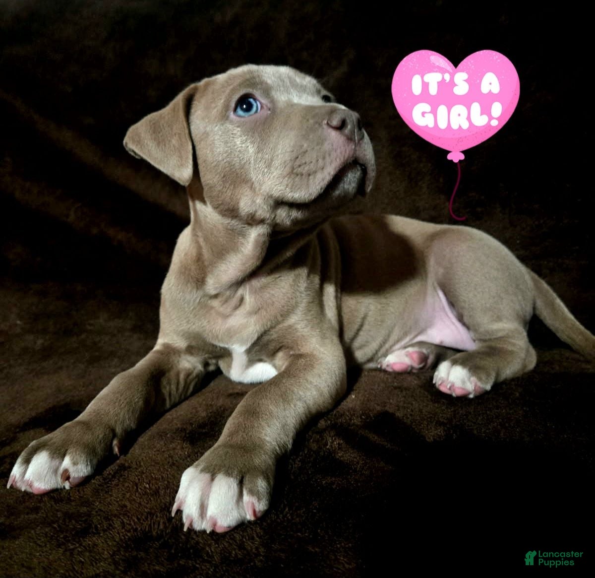 American Pit Bull Terrier dogs for sale: American Pit Bull Terrier Puppy 6 - Ad 1