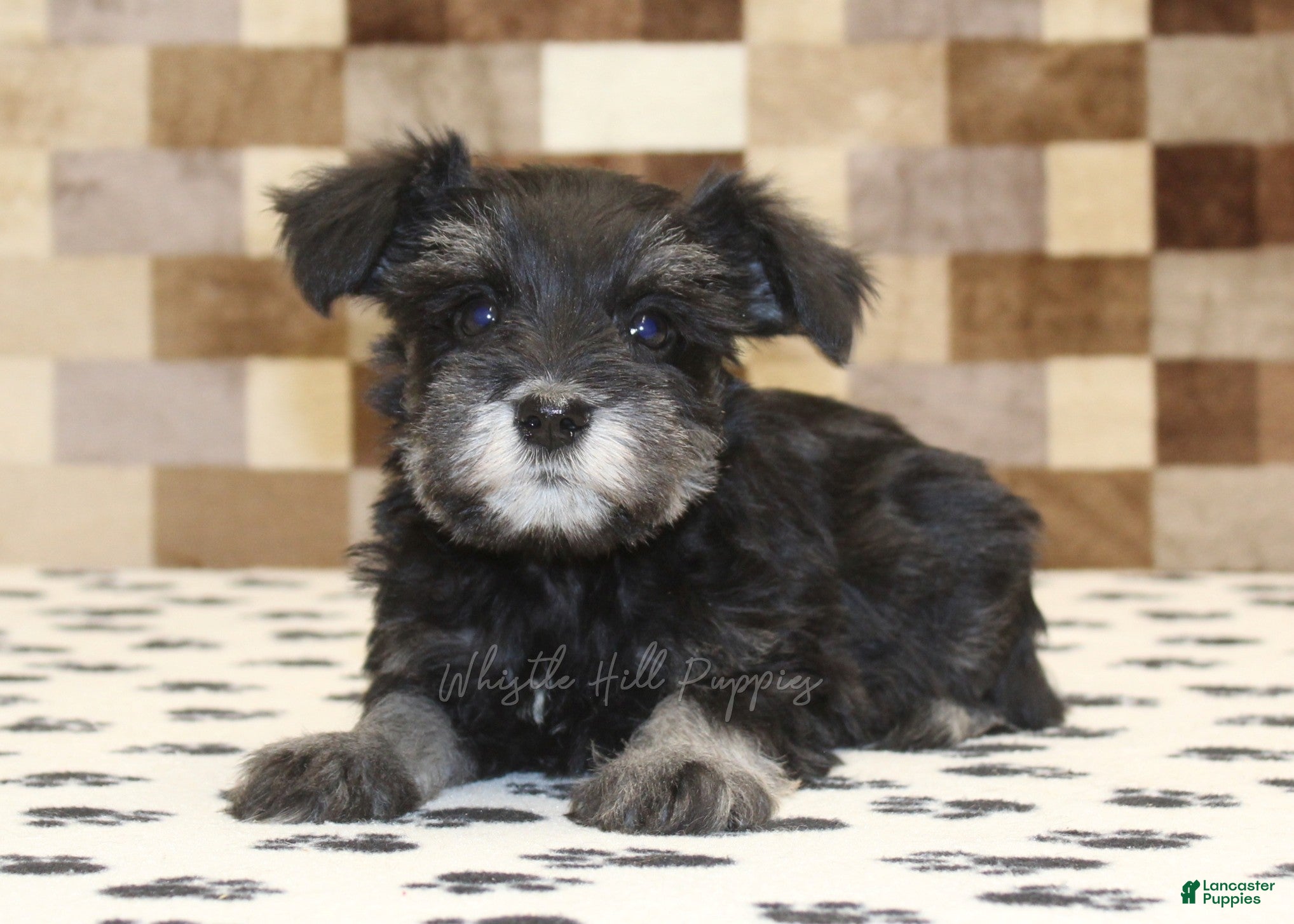 Miniature Schnauzer dogs Pearl - Ad 2