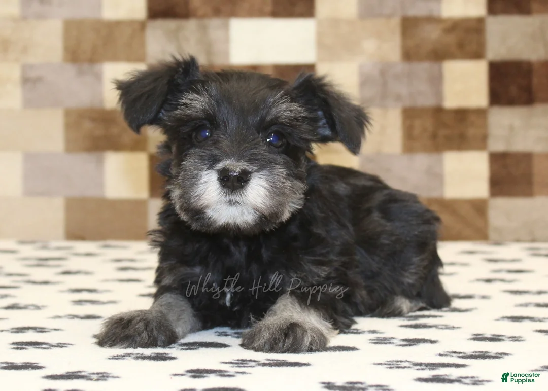 Miniature Schnauzer dogs for sale: Pearl - Ad 2