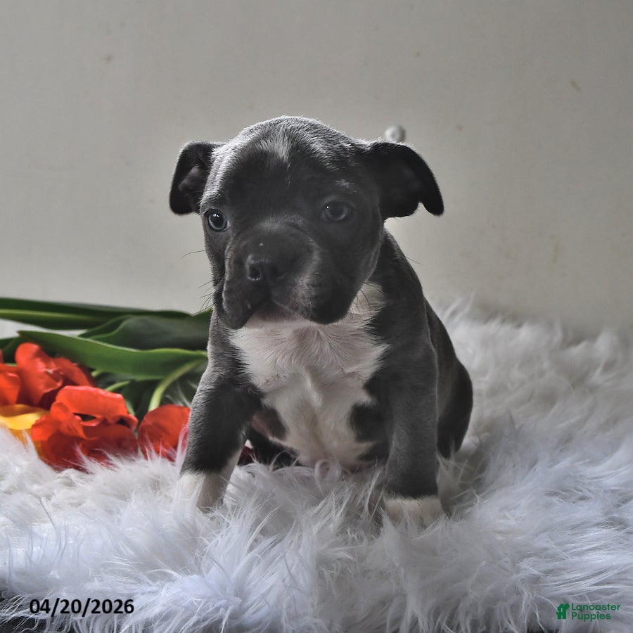 Boston Terrier dogs Beau - Ad 1