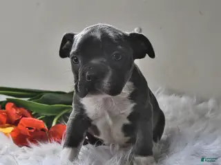 Boston Terrier dogs for sale: Beau - Ad 3