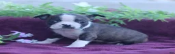 Boston Terrier dogs for sale: Moxie - Ad 4