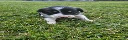 Border Collie dogs for sale: Roy - Ad 6