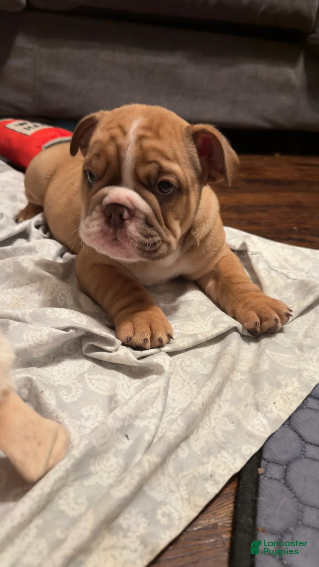 English Bulldog dogs for sale: TARZAN - Ad 1