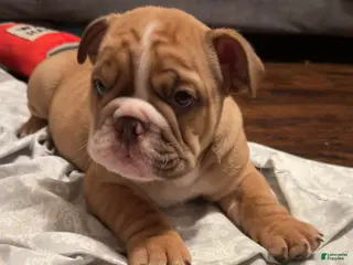 English Bulldog dogs TARZAN - Ad 5