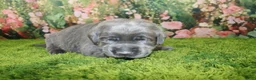 Labrador Retriever dogs for sale: Wren - Ad 1