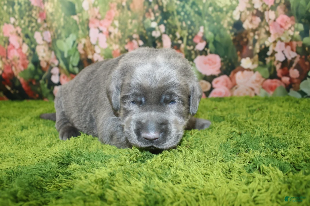 Labrador Retriever dogs for sale: Wren - Ad 1