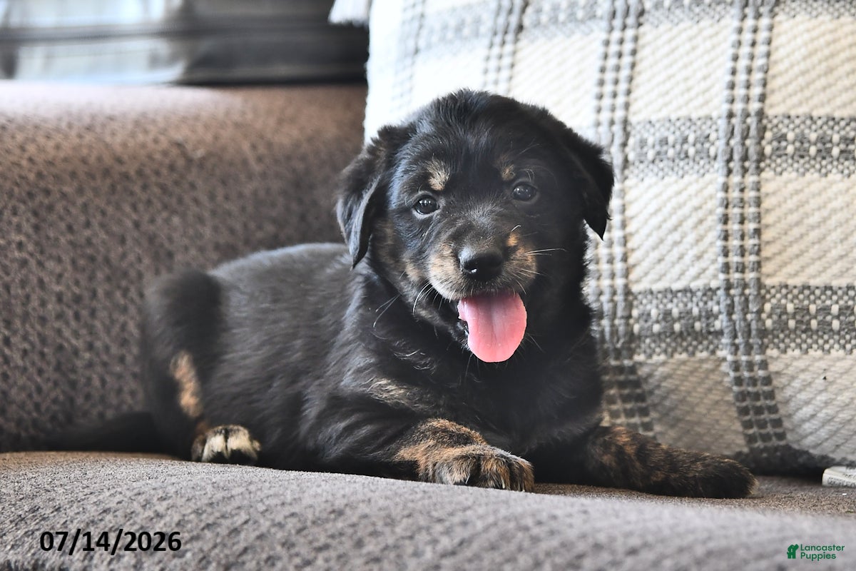 Mixed Breed dogs Tillie - Ad 1