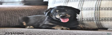 Tillie