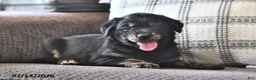 Mixed Breed dogs for sale: Tillie - Ad 1