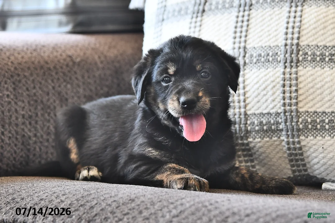 Mixed Breed dogs for sale: Tillie - Ad 1