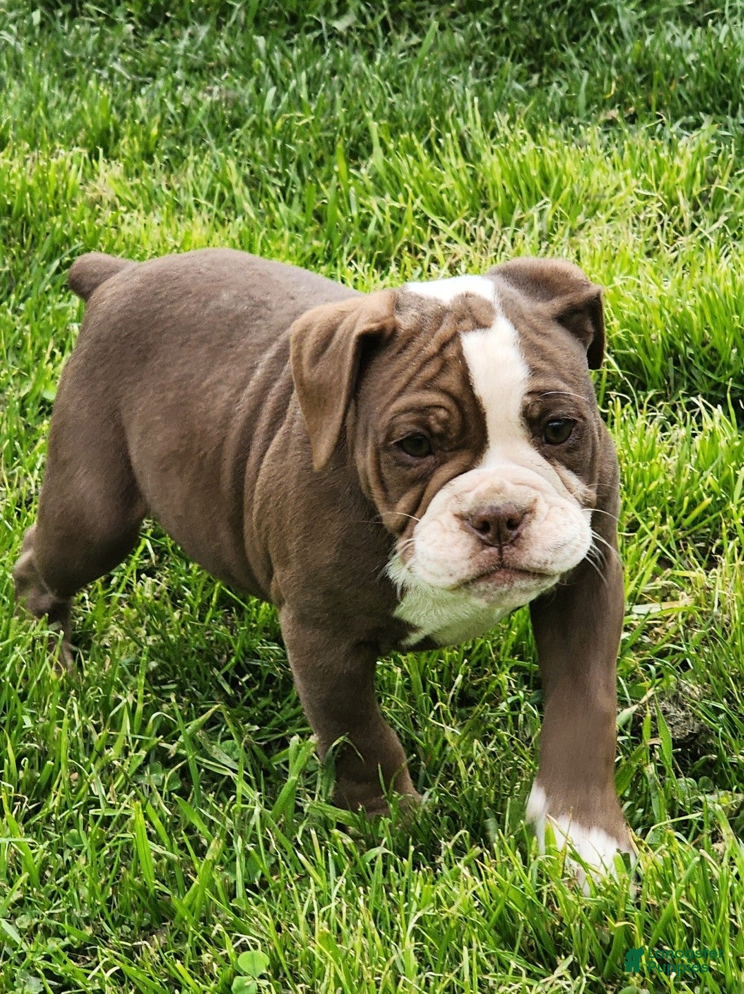 Olde English Bulldogge dogs Olde English Bulldogge Puppy 4 - Ad 1