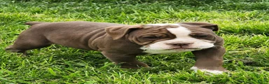 Olde English Bulldogge Puppy 4