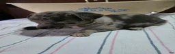 Chihuahua dogs for sale: Chihuahua 1 - Ad 7