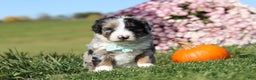 Mini Bernedoodle dogs for sale: Cade - Ad 4