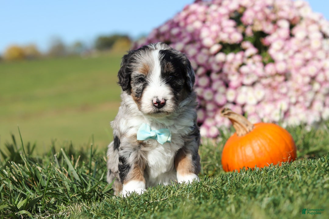 Mini Bernedoodle dogs for sale: Cade - Ad 4