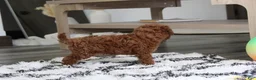 Bichpoo dogs for sale: Jonny - Ad 14