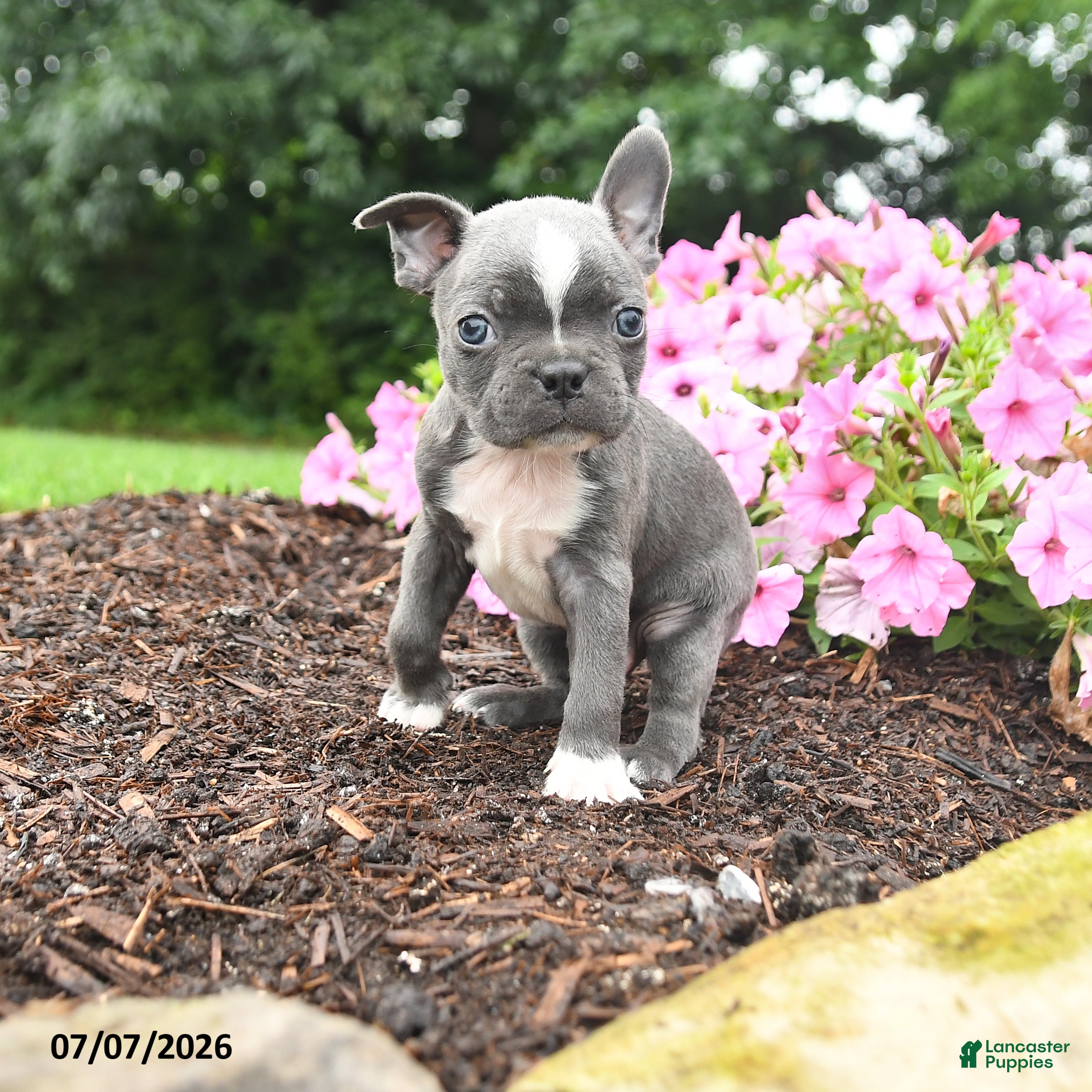 Boston Terrier dogs Duke - Ad 1