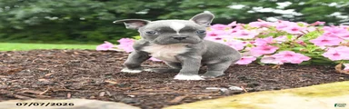 Duke