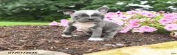 Boston Terrier dogs for sale: Duke - Ad 1