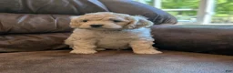 Cockapoo dogs for sale: Alfie - Ad 9