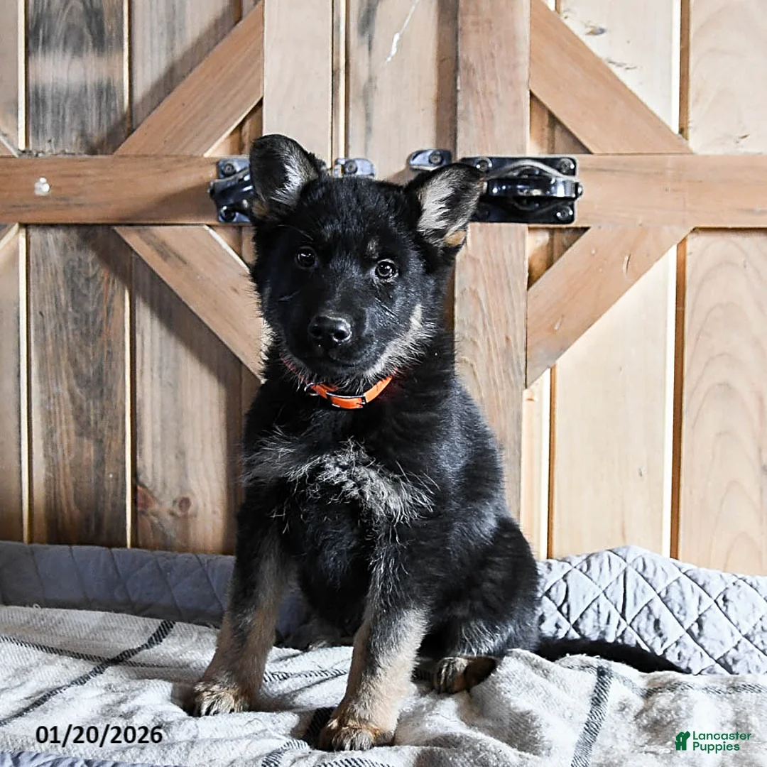 German Shepherd dogs for sale: Mandy - Ad 3