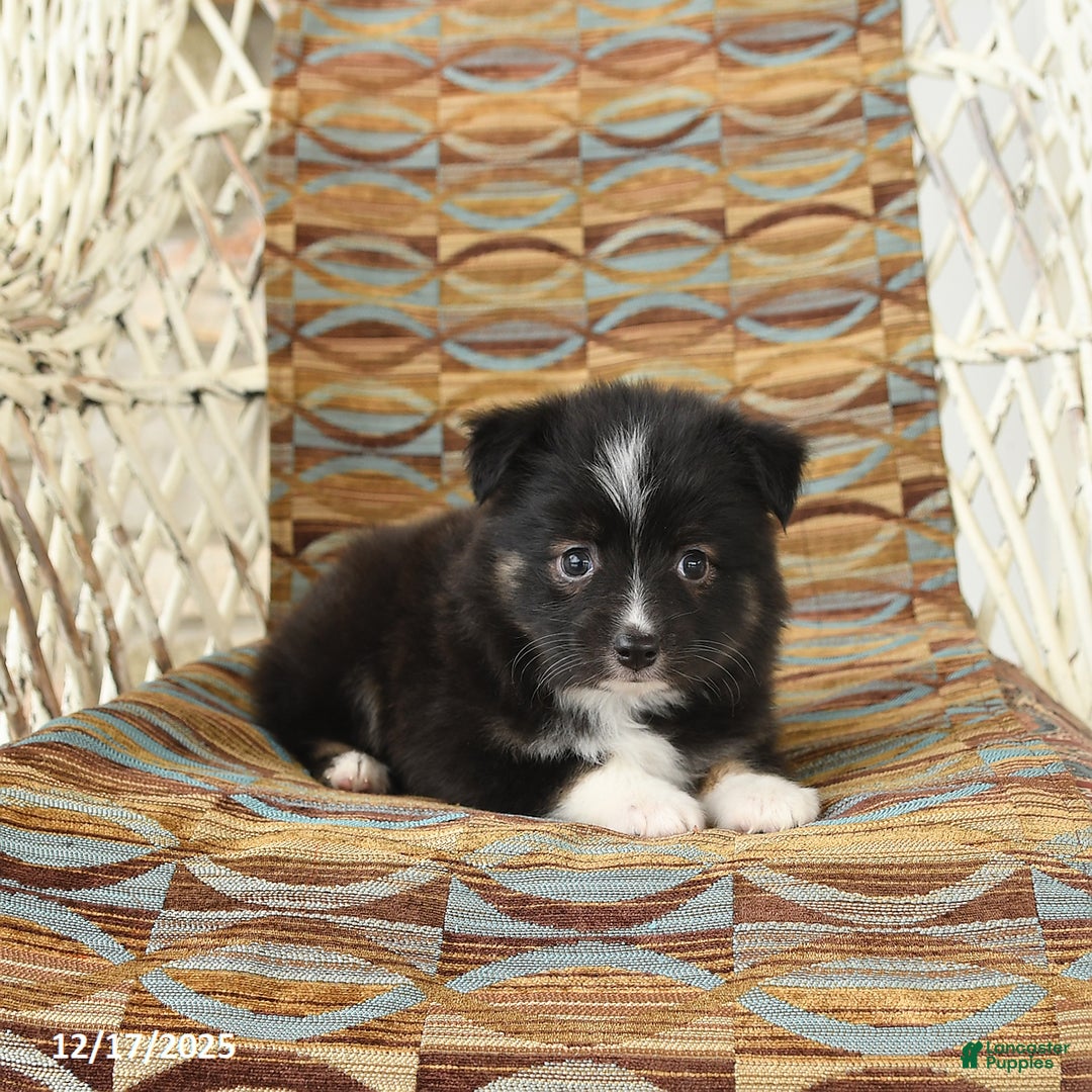 Toy Australian Shepherd dogs for sale: Chloe - Ad 4
