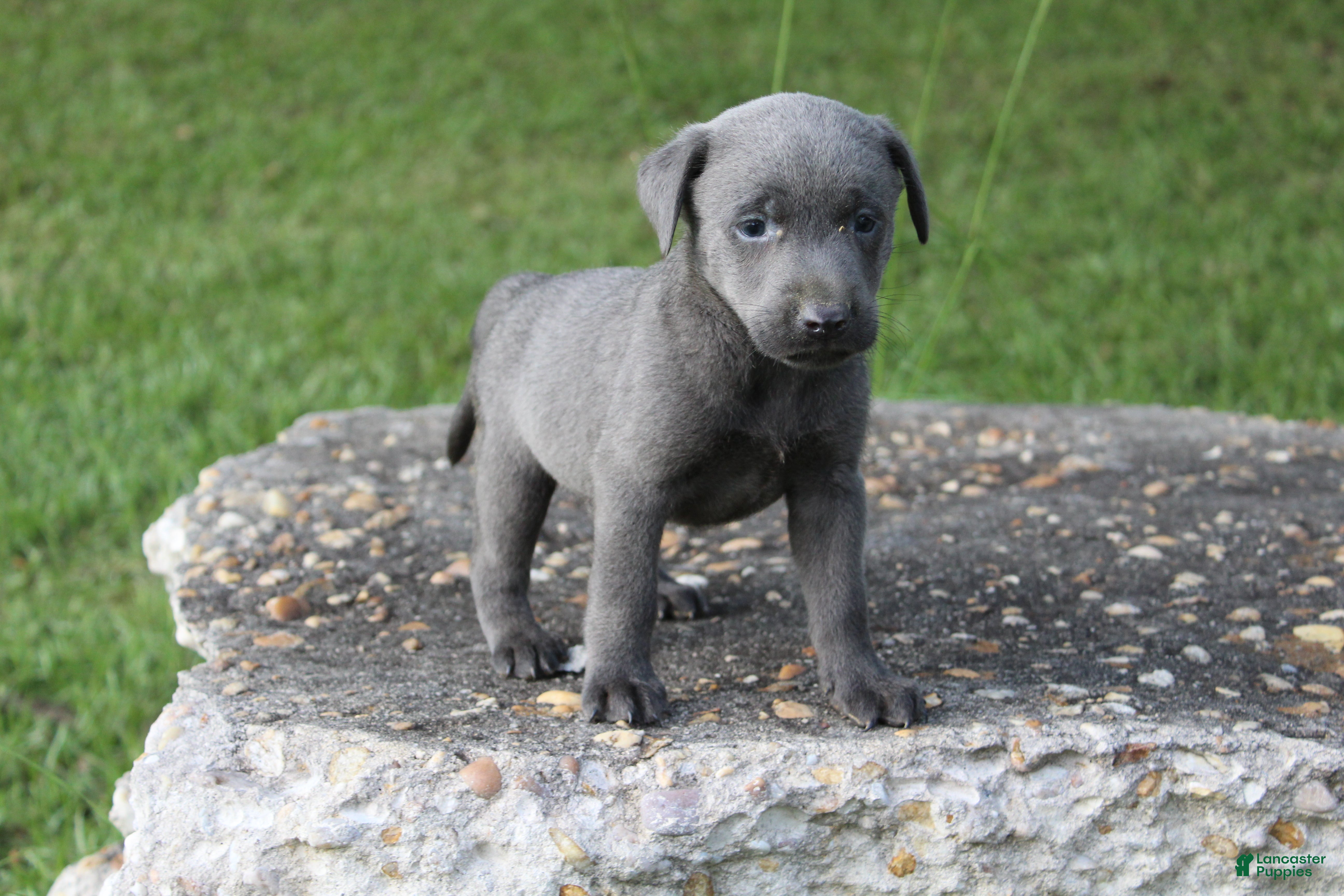 Labrador Retriever dogs Axel - Ad 2
