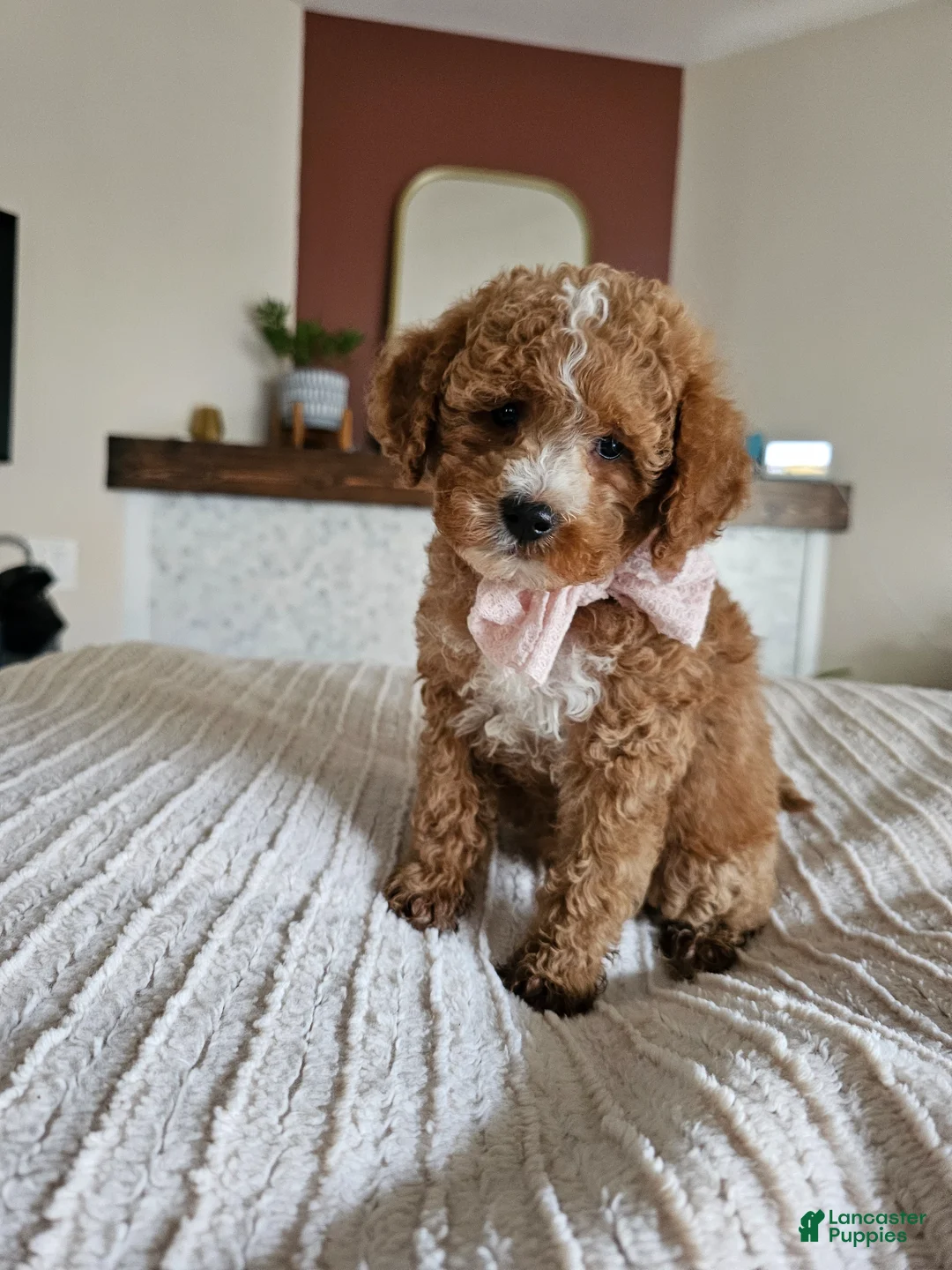 Cavapoo dogs for sale: 🌸 AZALEA F1B Cavapoo Female — $1295 - Ad 2