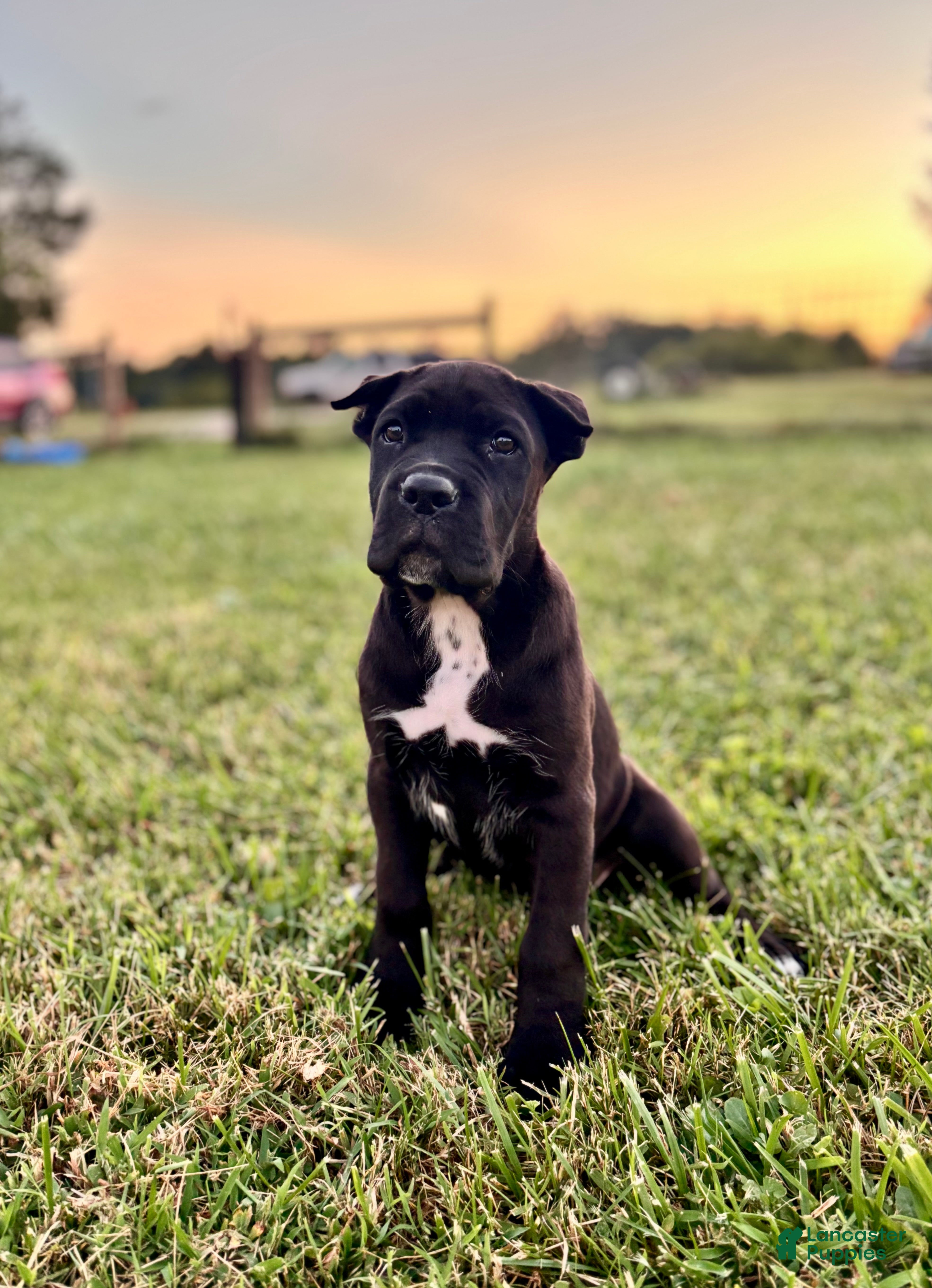 Cane Corso dogs Bear - ICCF Registered Cane Corso Italian Mastiff - Ad 1