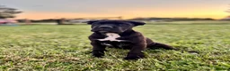 Cane Corso dogs for sale: Bear - ICCF Registered Cane Corso Italian Mastiff - Ad 1