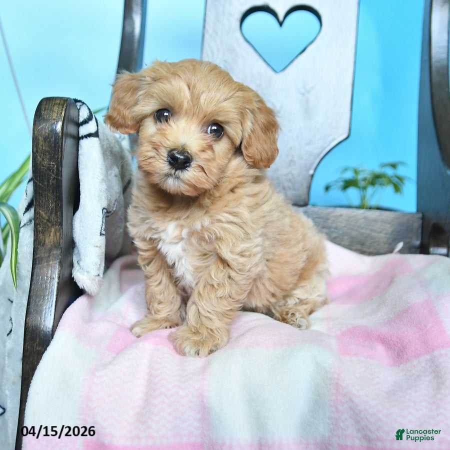 Havapoo dogs Belle - Ad 2