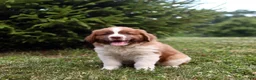 Saint Berdoodles dogs for sale: Bear - Ad 1