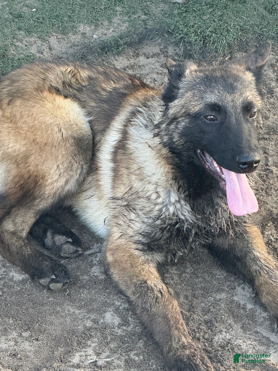 Belgian Malinois dogs for sale: Belgian Malinois Puppy 2 - Ad 1