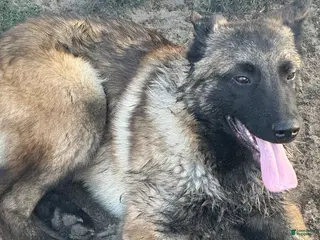 Belgian Malinois dogs Belgian Malinois Puppy 2 - Ad 34