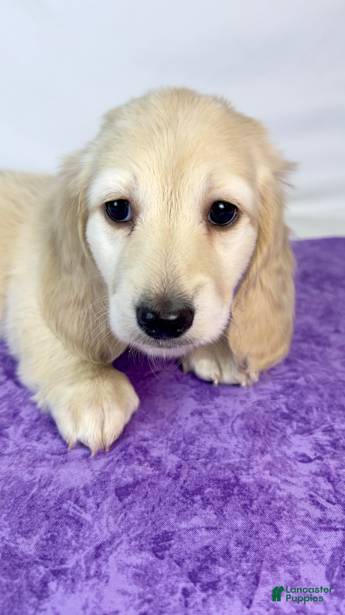 Miniature Dachshund dogs Parmesan - Ad 2