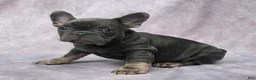 French Bulldog dogs for sale: Flynn - Ad 4