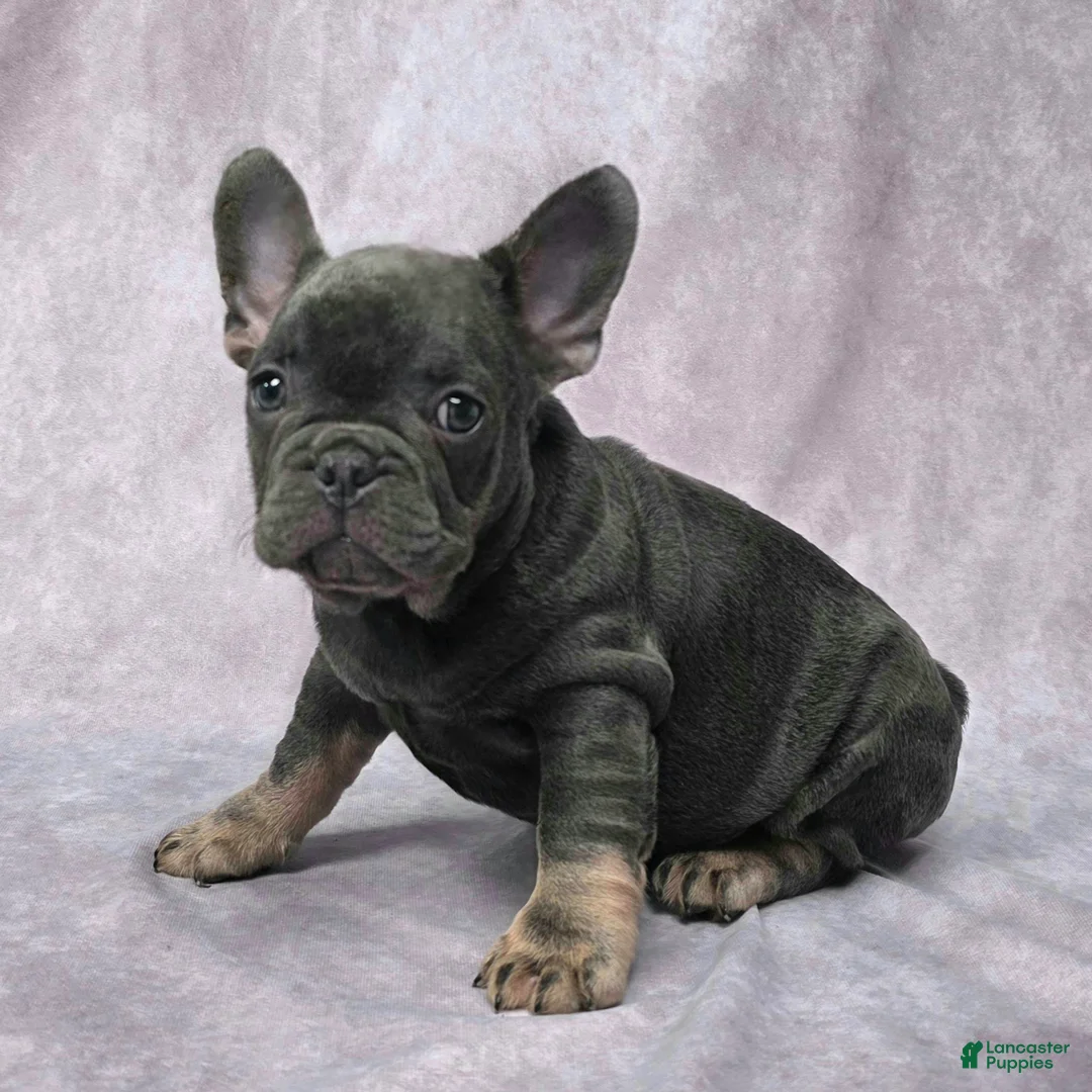 French Bulldog dogs for sale: Flynn - Ad 4
