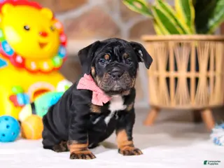 Beabull dogs Sally - Ad 1