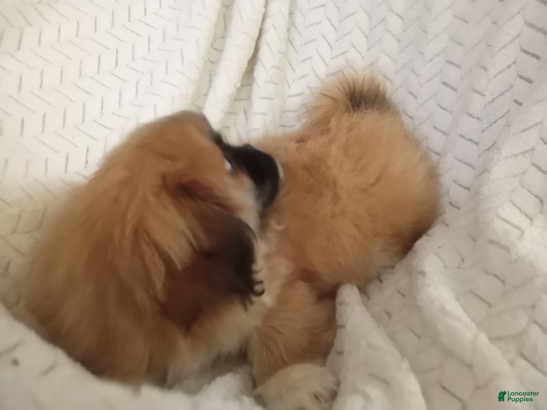 Pekingese dogs for sale: Rocky - Ad 9