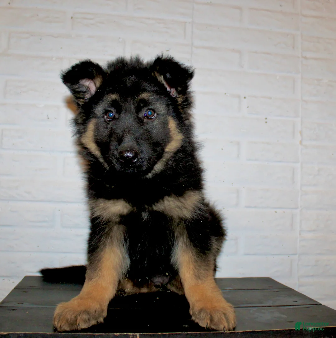 German Shepherd dogs for sale: Denali - Ad 3