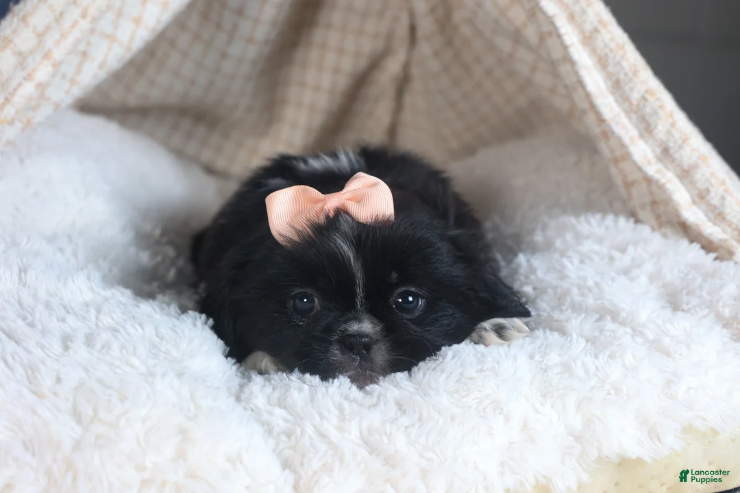 Shih Tzu dogs for sale: JESSIE - Ad 7
