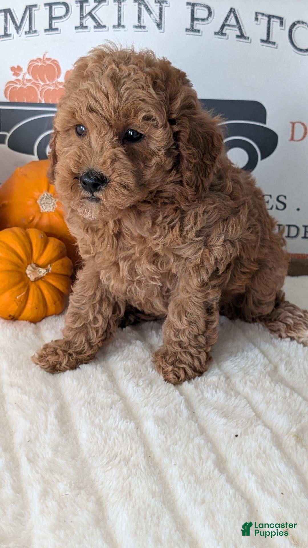 Miniature Poodle dogs Harper - Ad 2
