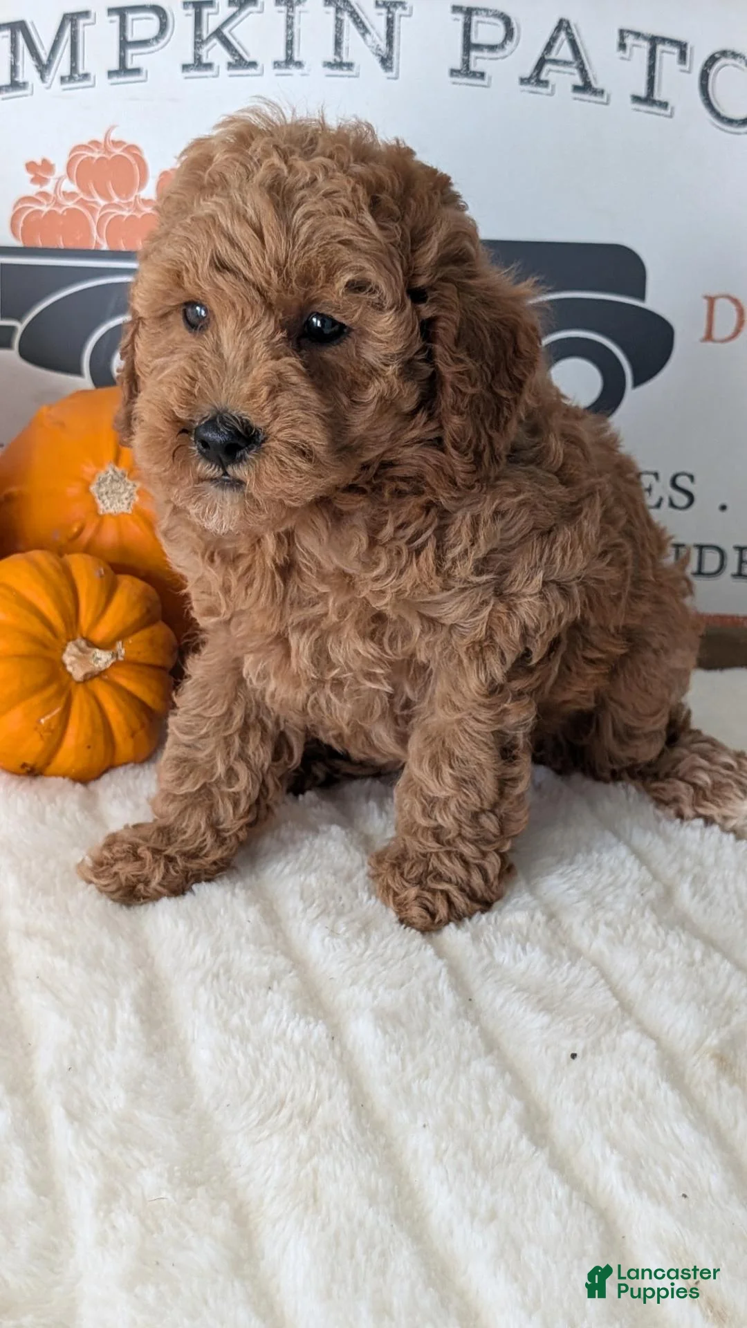 Miniature Poodle dogs for sale: Harper - Ad 2