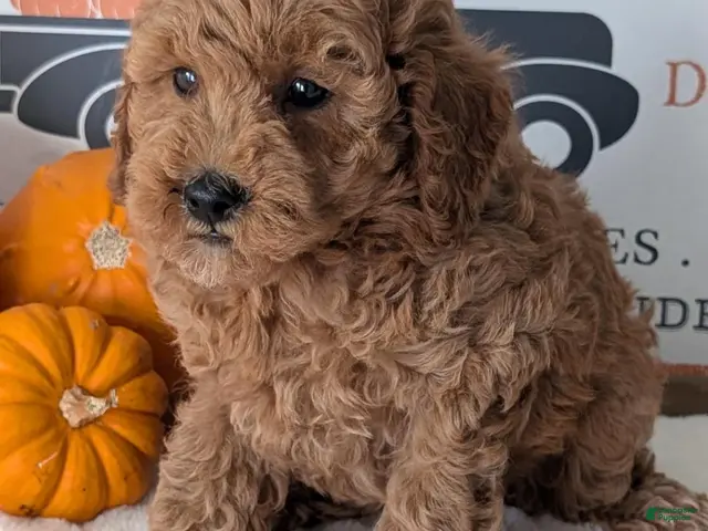 Miniature Poodle dogs Harper - Ad 2