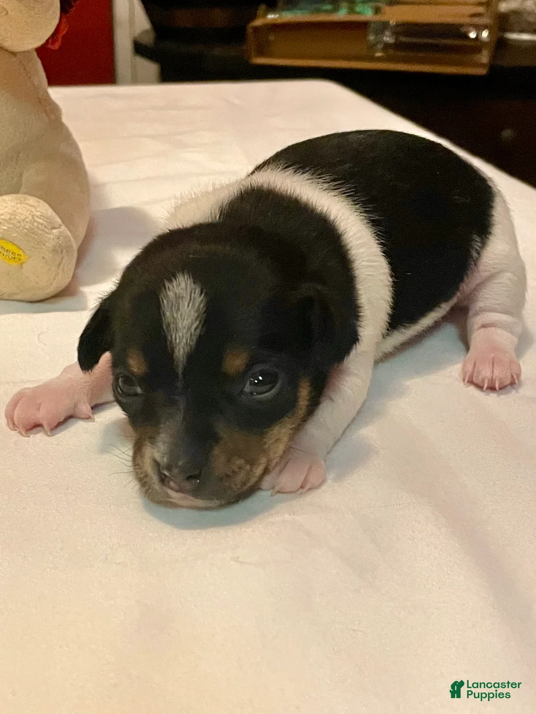 Chihuahua dogs for sale: Chihuahua Puppy 2 - Ad 1