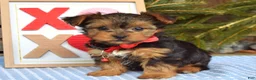 Yorkshire Terrier dogs for sale: Paisley  - Ad 1